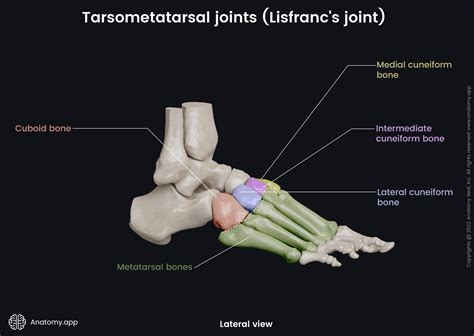 Tarsometatarsal joints